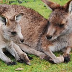 kangaroo-origin_eye